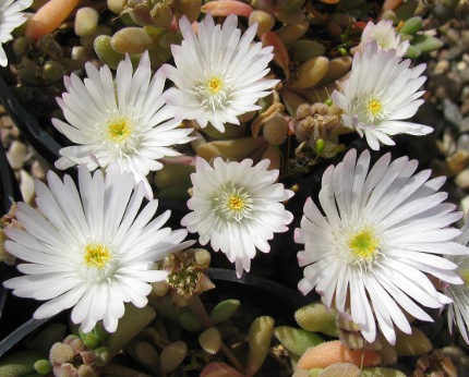 Delosperma 'Graaf Reinet' 